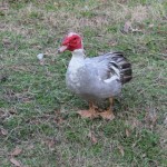 Quacky - Picture a day - 01-31-12